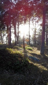 skogen gunnarsö