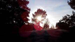 solen mitt i trädet