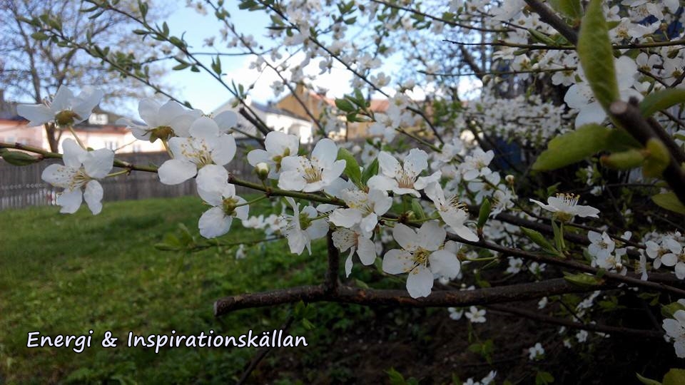 Vit trädblomster med logga