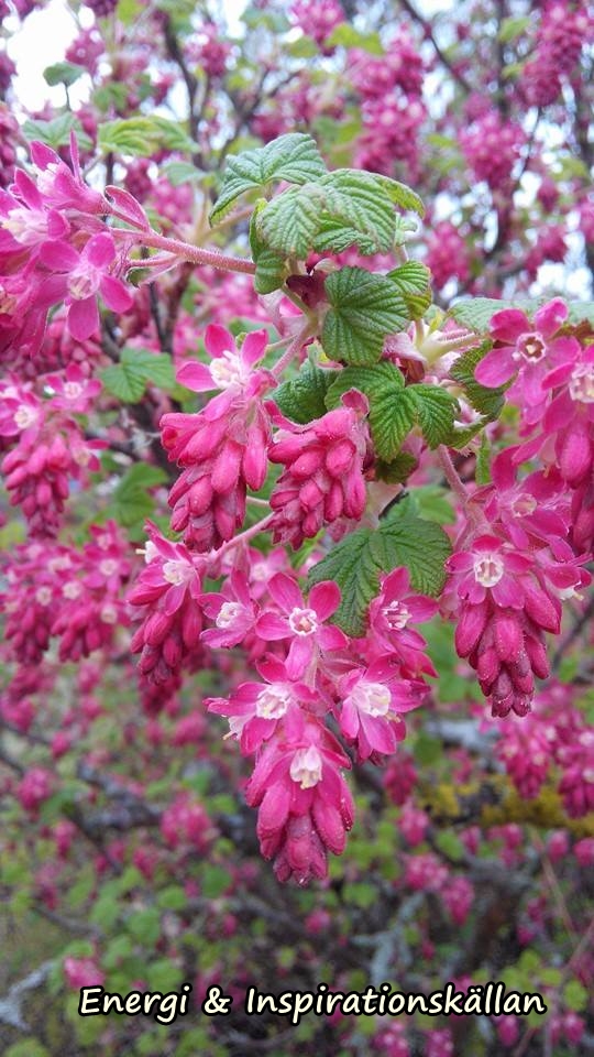 rosa blomster m logga