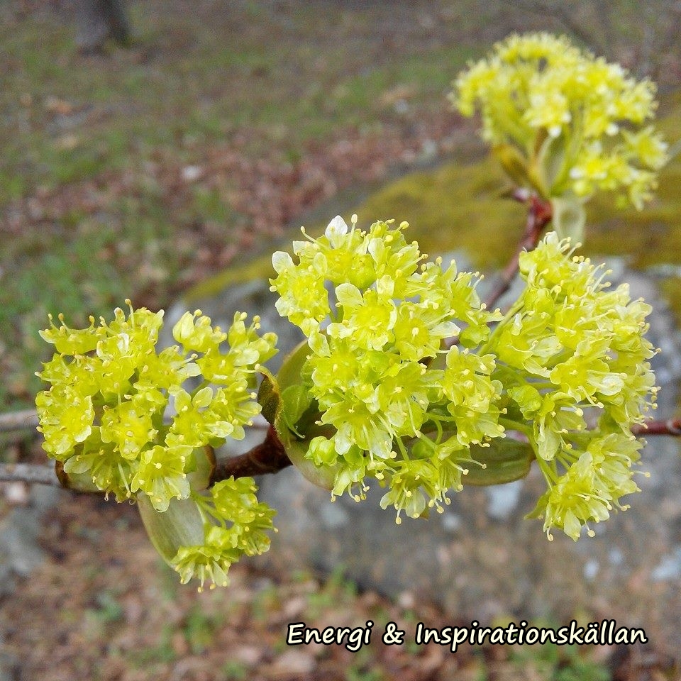 trädblomster m logga