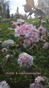 Rosa blomster m logga