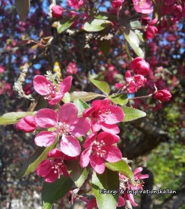 rosa blommor på träd m logga